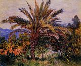 Claude Monet A Palm Tree at Bordighera painting